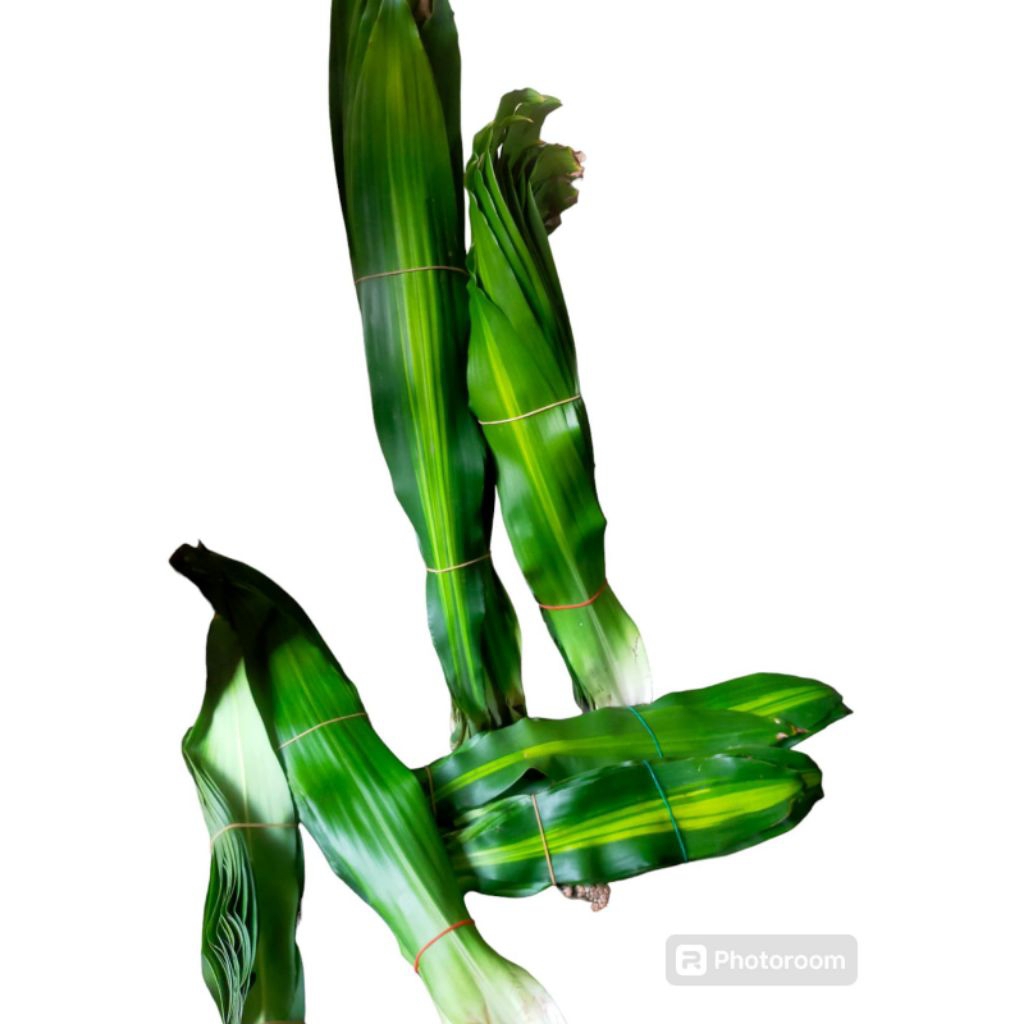 

Daun Potong Hanjuang Daun Andong Hijau/Bunga Segar Isi 10 Daun