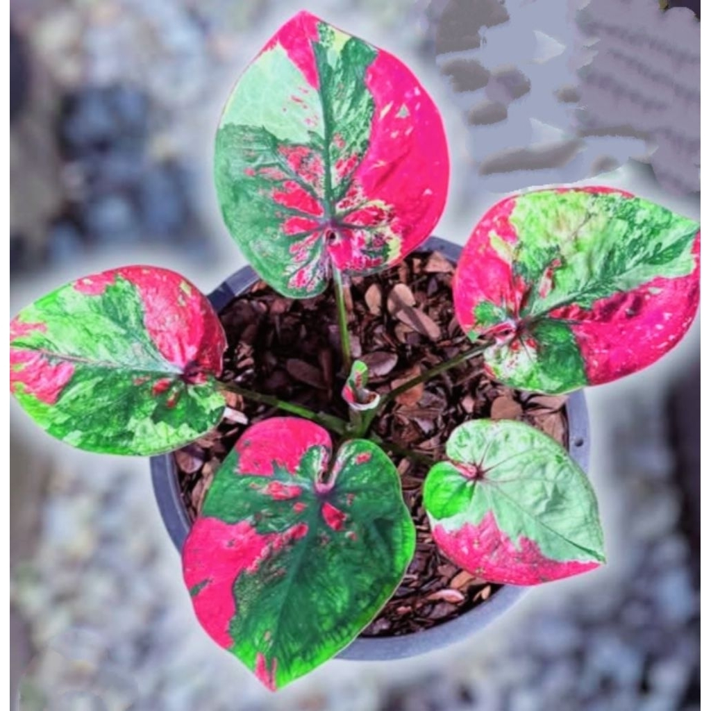 caladium Thai series