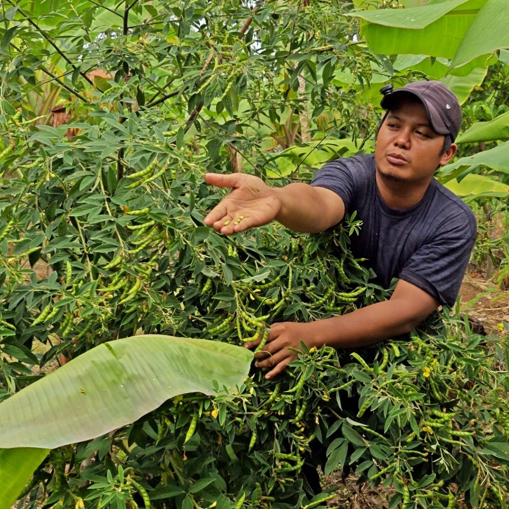 

Kacang KAYO / Kacang GUDE / Kacang Bali FRESH - Hasil Bumi Cianjur