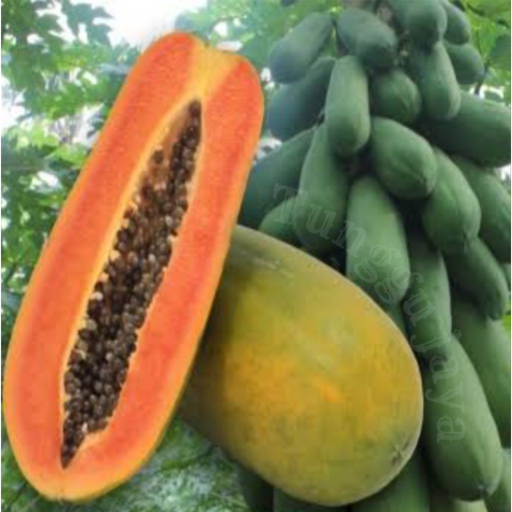 BIJI BENIH BUAH PEPAYA CALIFORNIA MADU SUPER F1