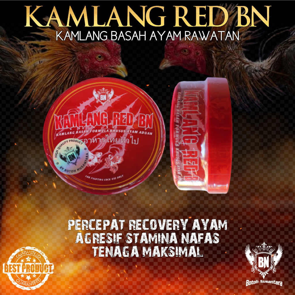 KAMLANG BASAH RED BN ayam siap tarung adu bagus untuk pemulihan obat luka dalam sakit kuning pucat a