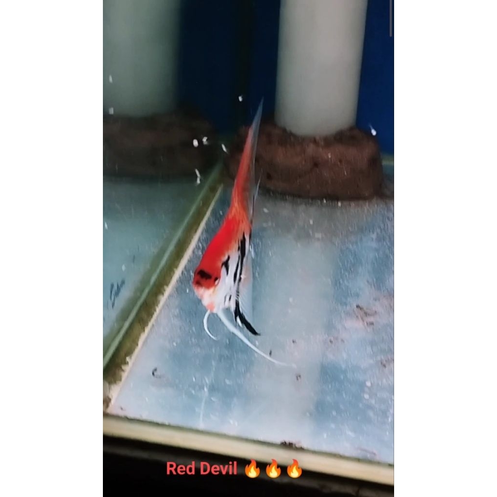 Ikan Manfish Red Devil Pair proven