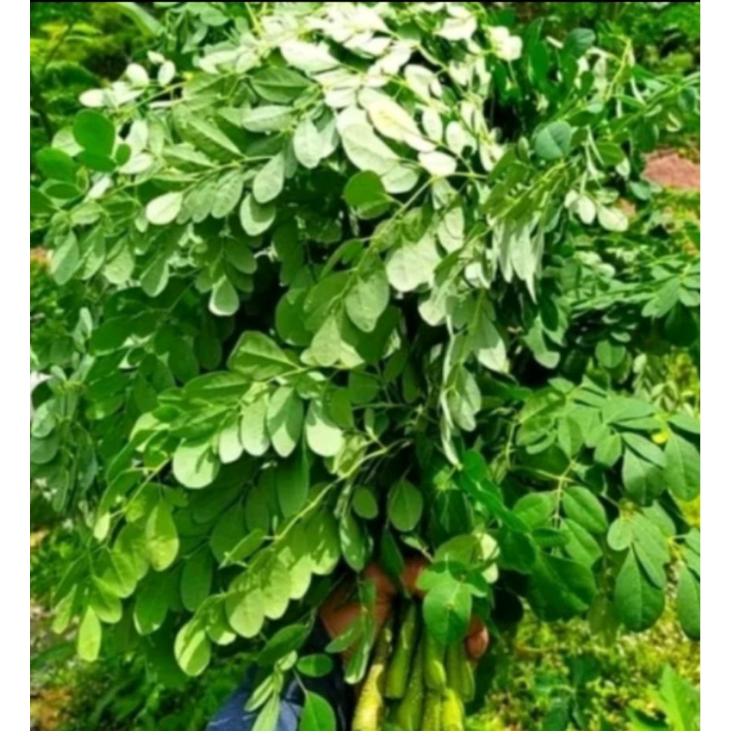 

daun kelor
