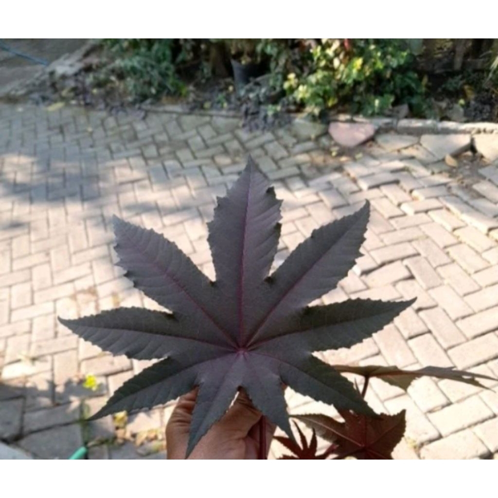 

daunjarak merah 35rb perkilo