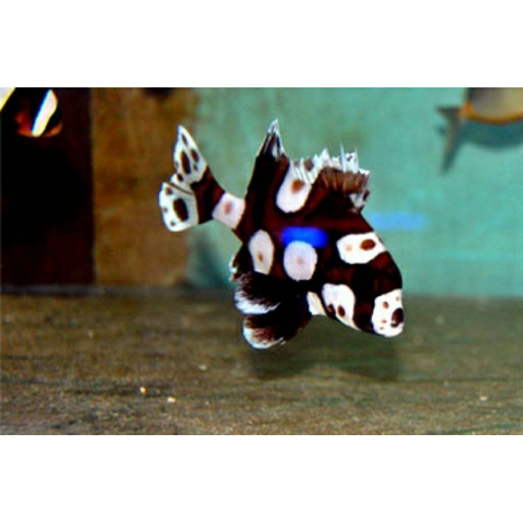 

IKAN HIAS LAUT BROWNKELLY/ ONDE