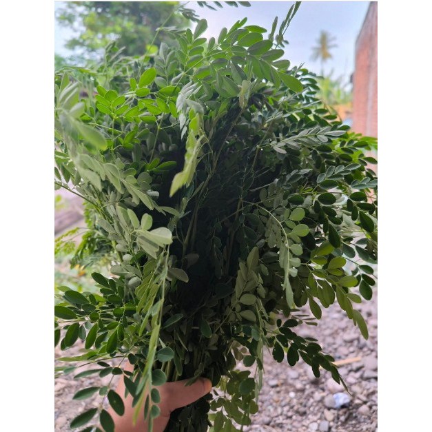 

1 KG DAUN KELOR SEGAR / 500 GRAm Daun kelor obat herbal kolesterol