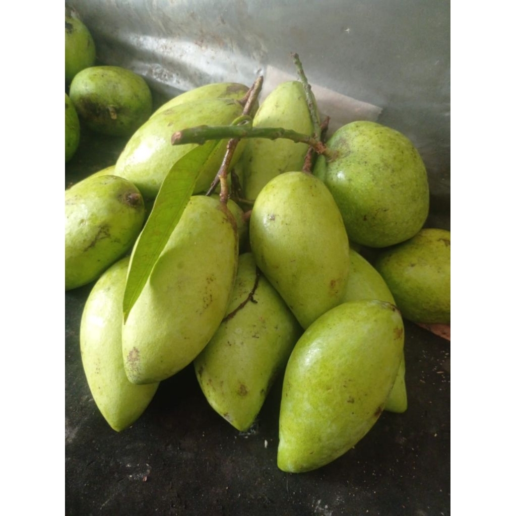 mangga muda golek madu keraton 1kg cocok buat rujakan