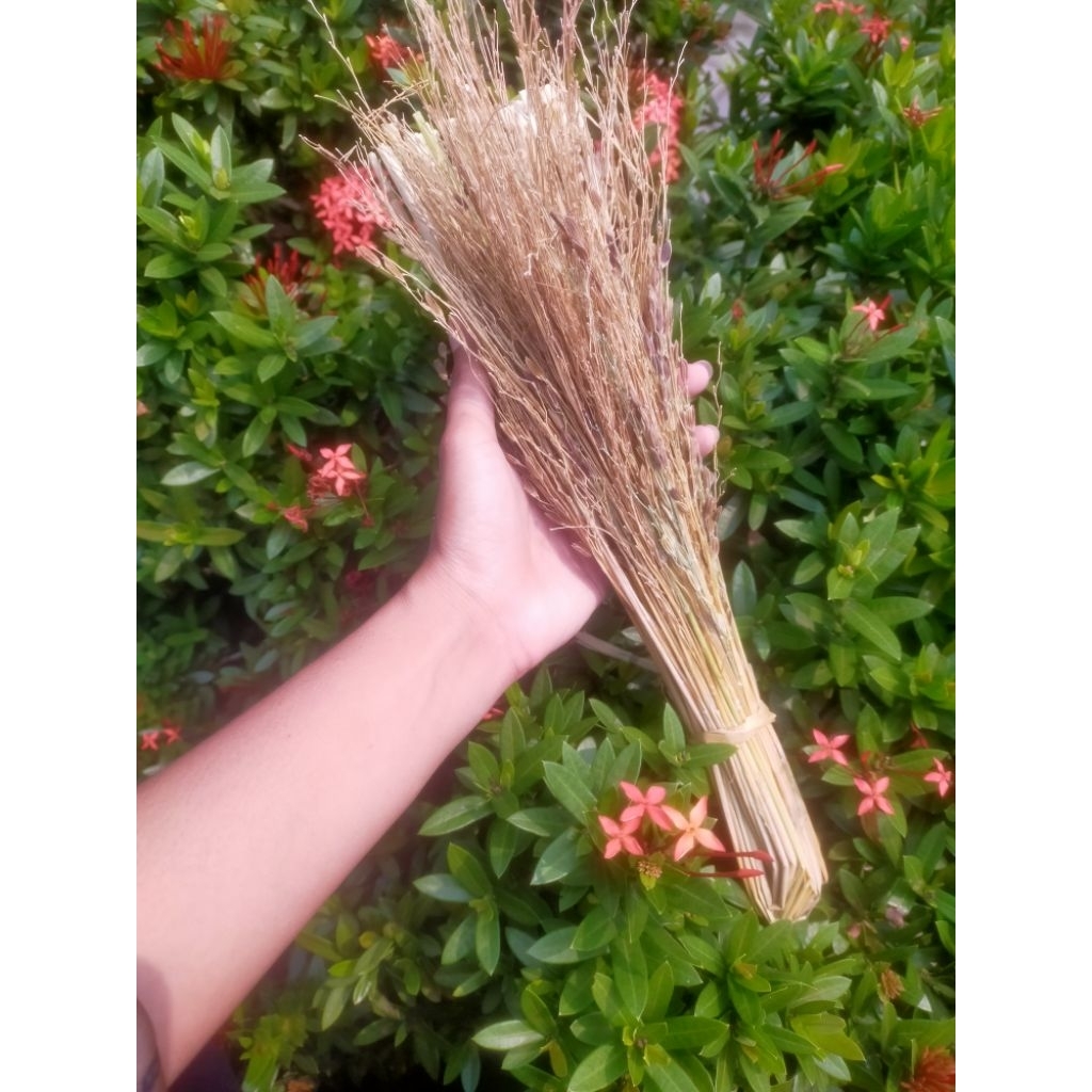 

promo cuci gudang merang jerami ketan hitam (penangkal ilmu hitam)