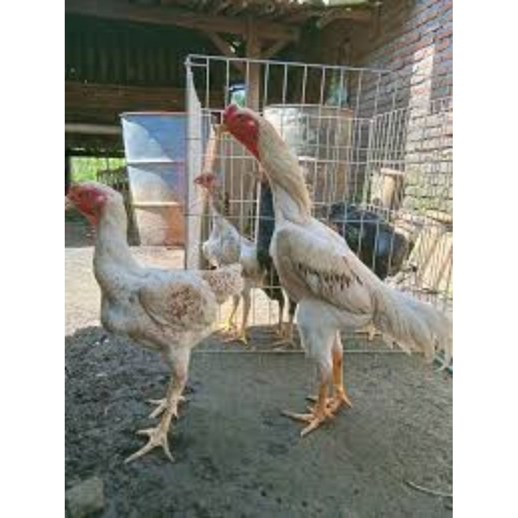 

Telur Ayam Shamo Fertil siap untuk ditetaskan