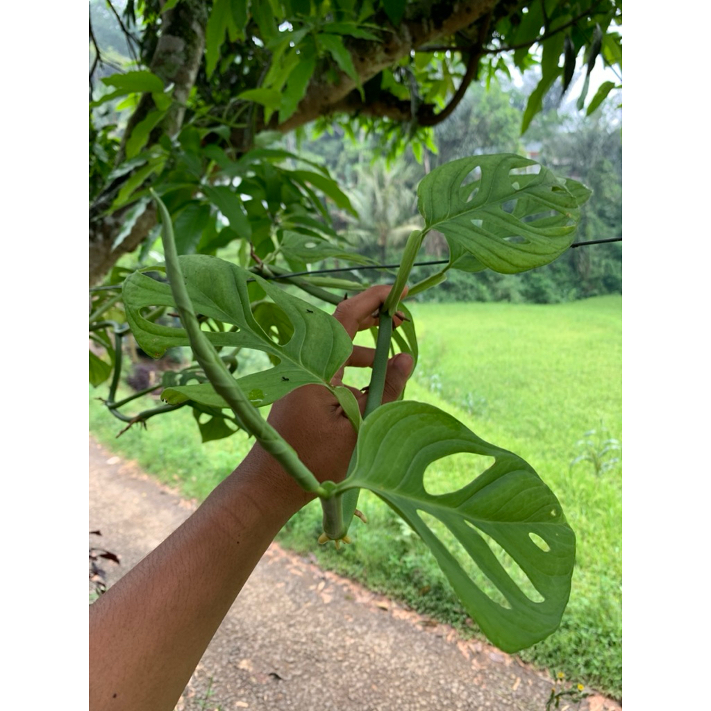 

Daun ekor naga segar petik langsung per 500g