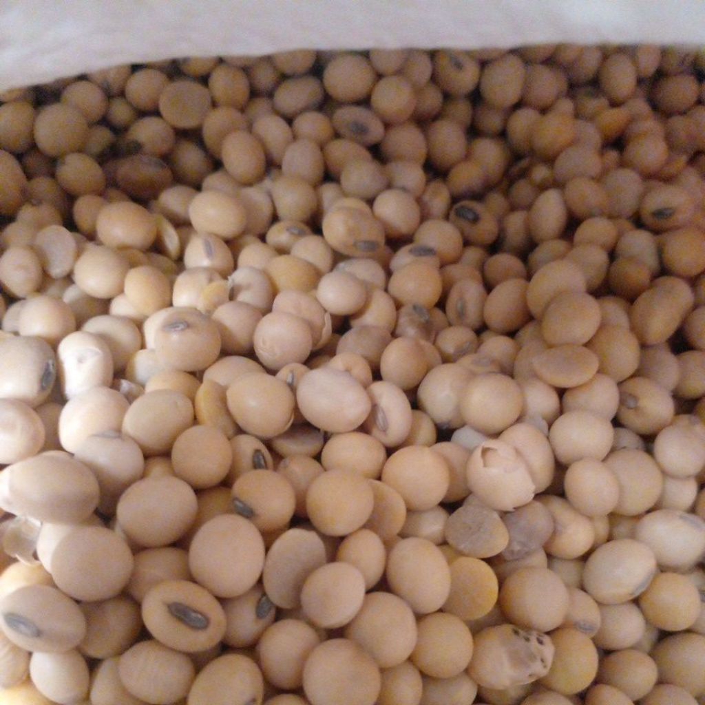 

kacang kedelai impor