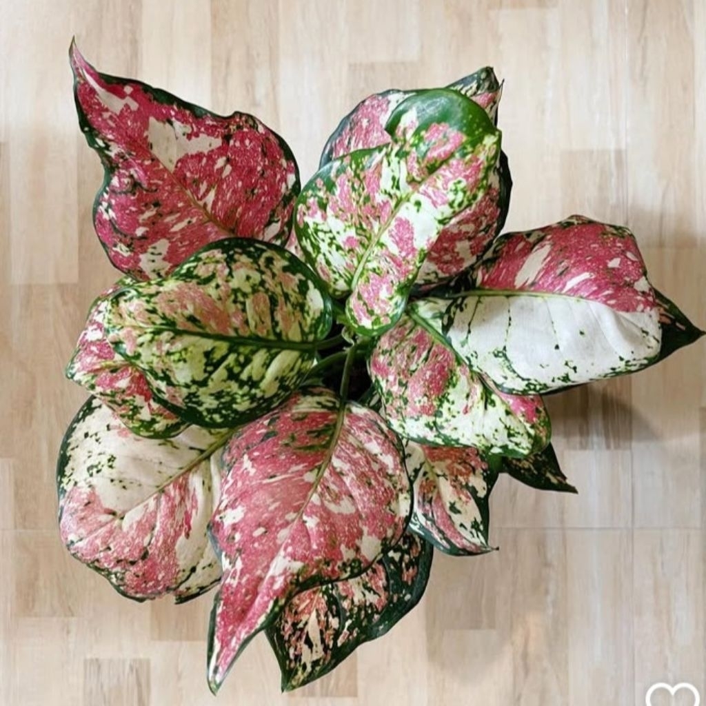 Aglaonema Tricolor Cantik