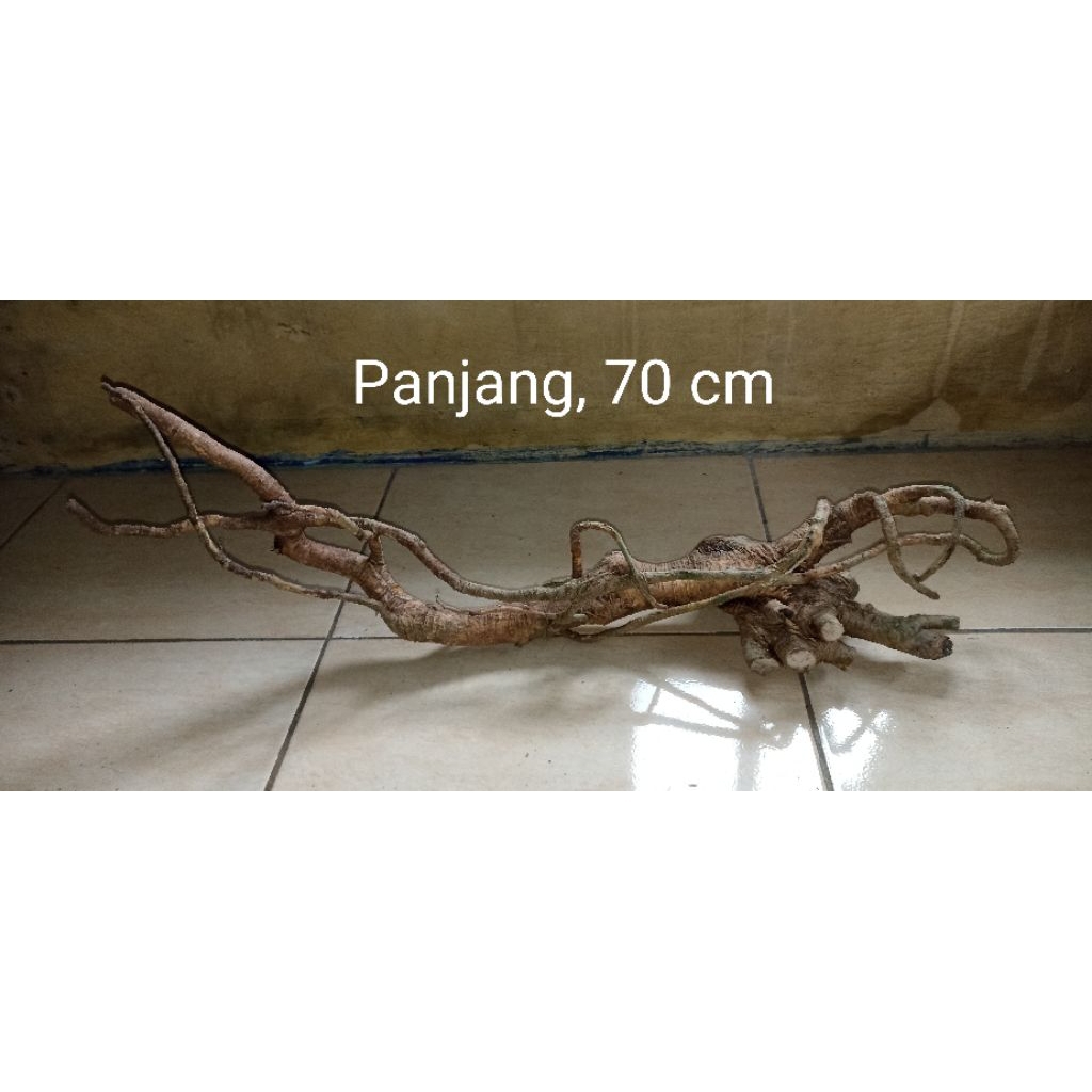 Akar mimang asli alam