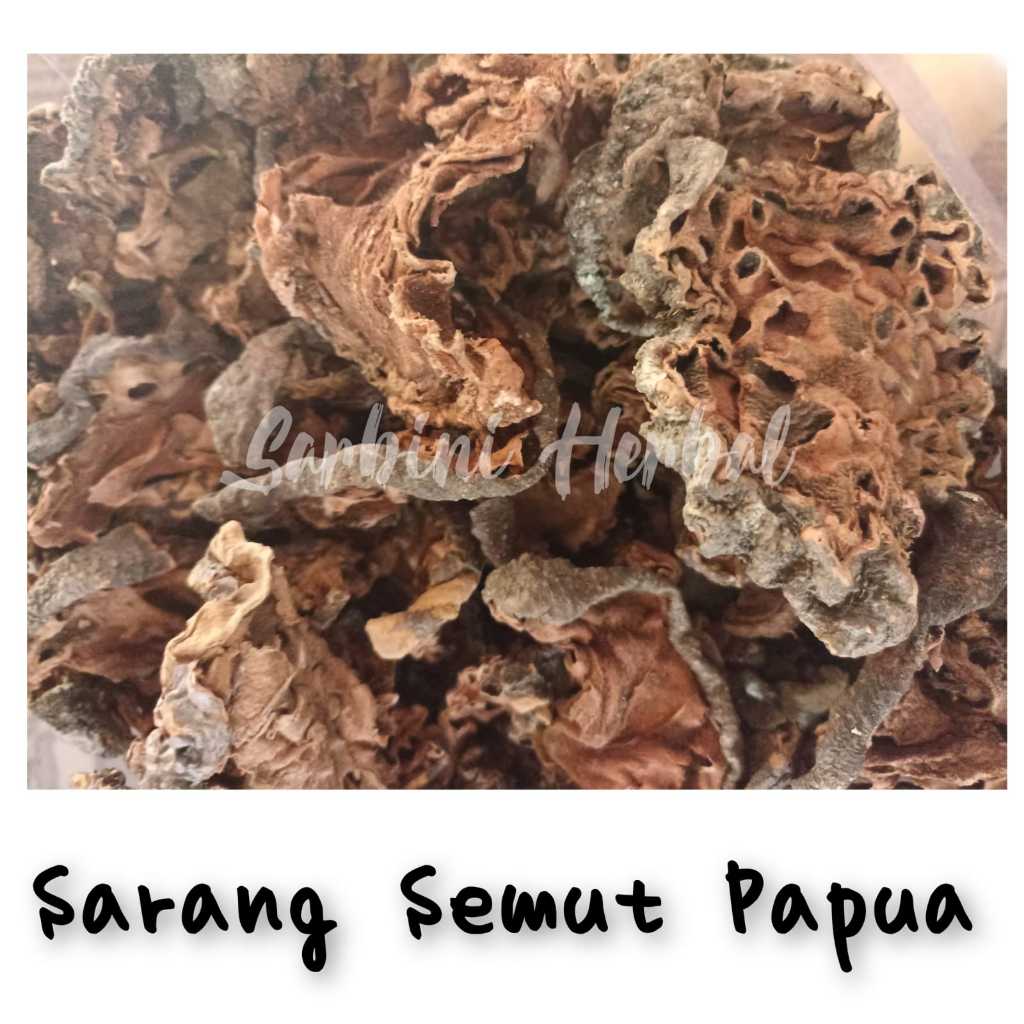 

Sarang Semut Kering/Kering Sarang Semut Papua 100 gram / 250 gram / Simplisia Kering Sarang Semut Papua Garansi Terjamin 100% Asli Murni / Bahan Sarang Semut Papua Kering/Bahan Sarang Semut Papua Premium / Jamu Herbal Sarang Semut Papua Tradisional Asli