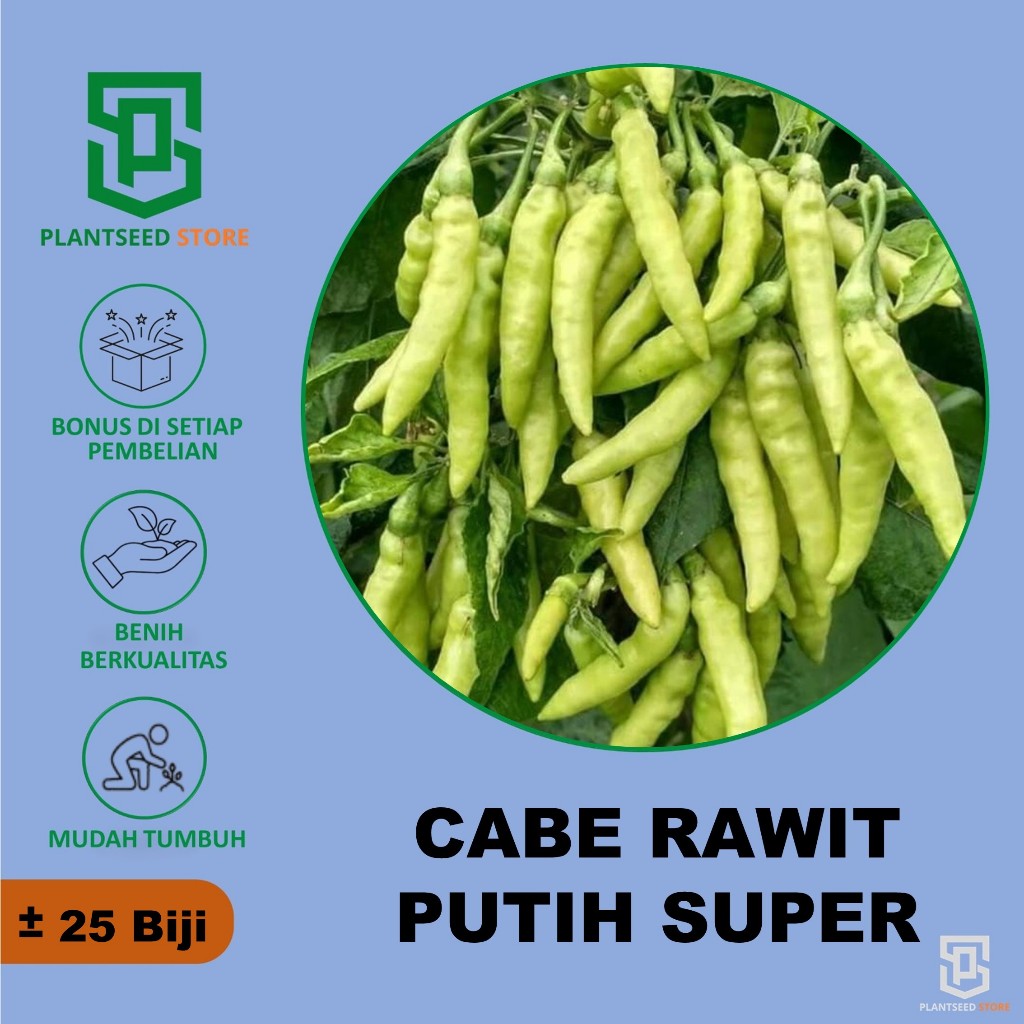 PlantSeed - 25 Benih Bibit Cabe Rawit Putih Benih Cabai Rawit putih