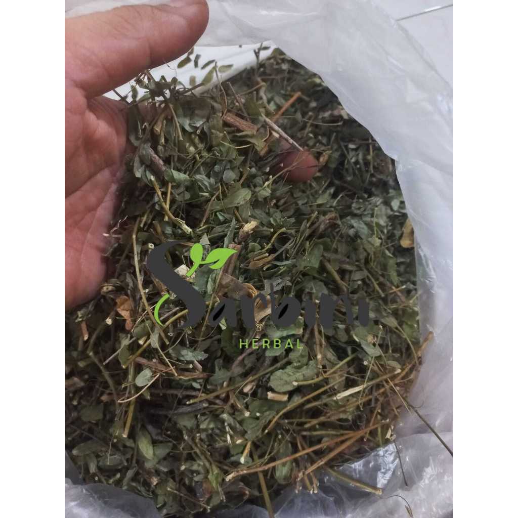 

Daun Saga Kering / Kering Daun Saga 500 gram / 1000 gram / Simplisia Kering Daun Saga Garansi Terjamin 100% Asli Murni / Bahan Daun Saga Kering / Bahan Daun Saga Premium / Jamu Herbal Daun Saga Tradisional Asli