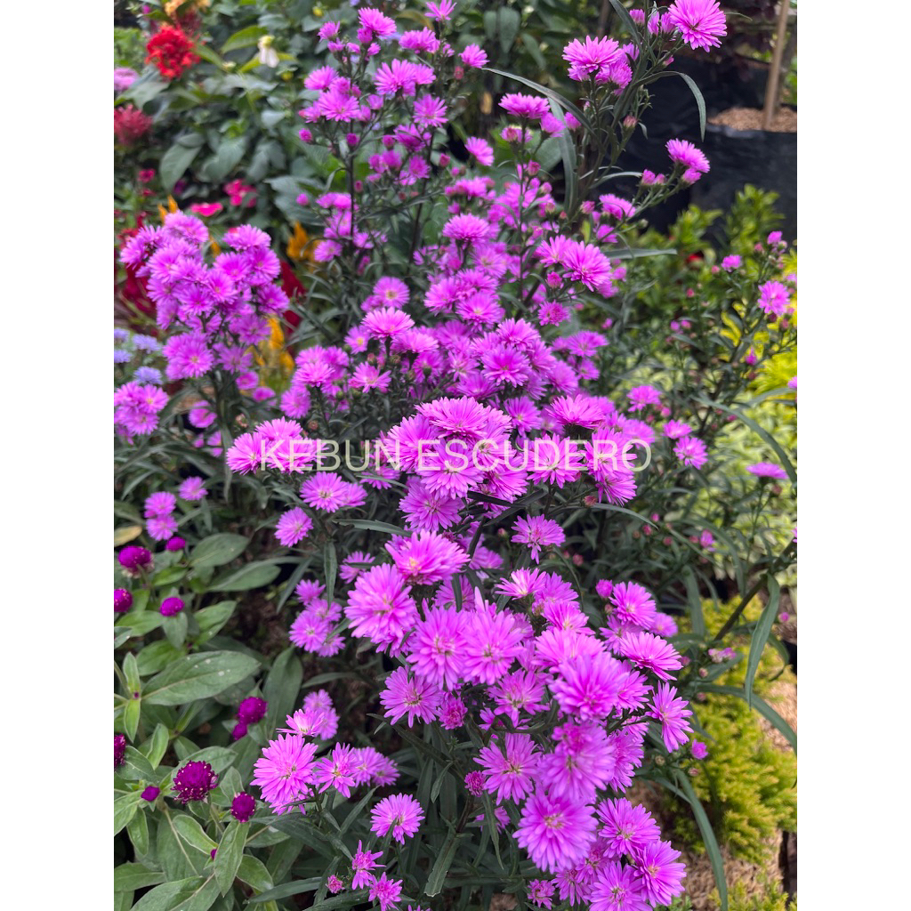 Tanaman Hias Pikok Ungu - Bunga Pikok Ungu - Tanaman Hidup Pikok Ungu