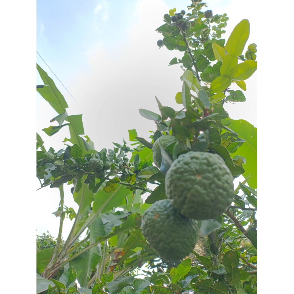 

Jeruk Purut (buahnya)