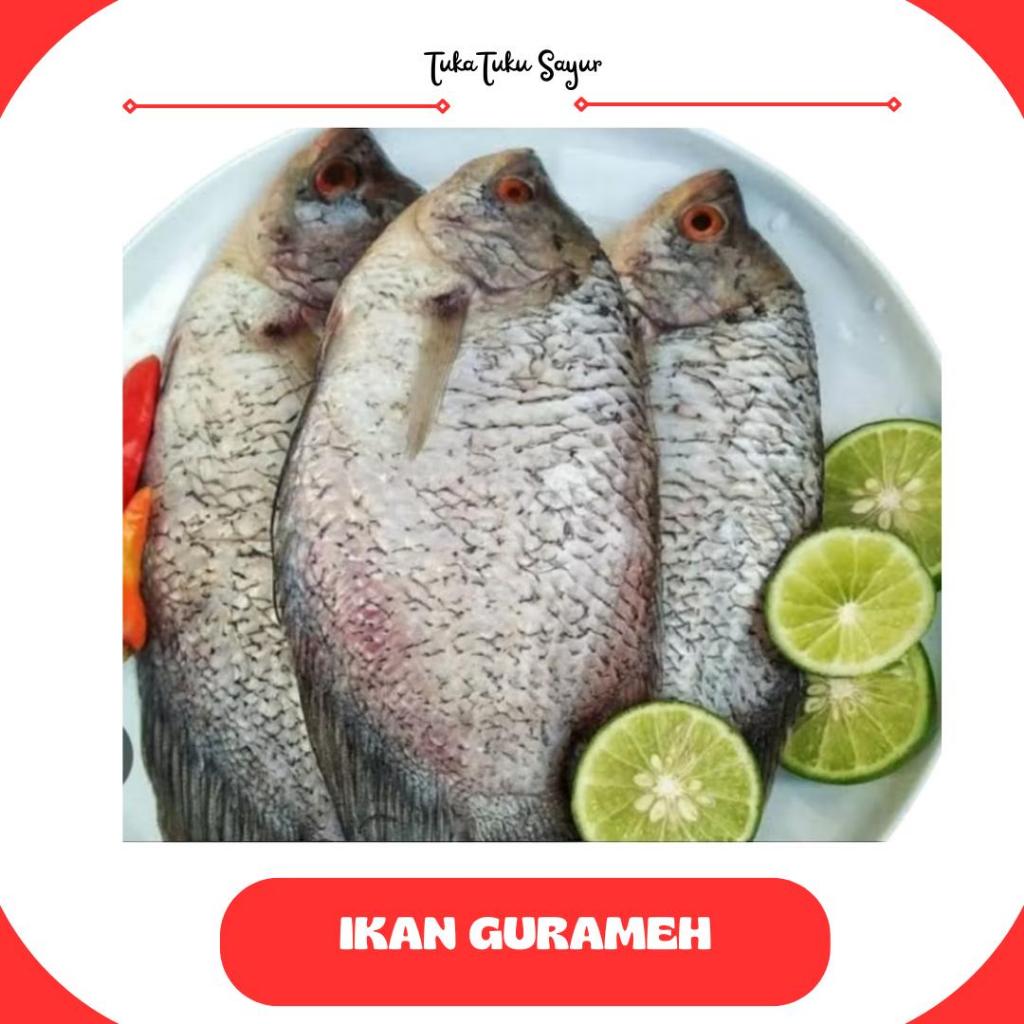 

IKAN GURAMEH 1KG /IKAN SEGAR /IKAN FRESH - TukaTuku Sayur