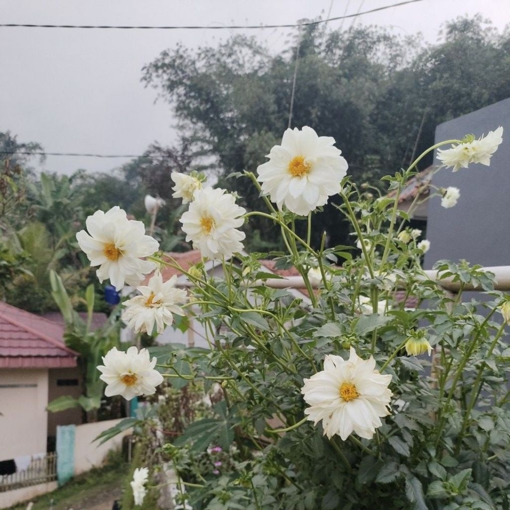 

umbi bunga dahlia putih
