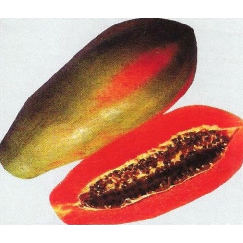 bibit pepaya jinggo - tanaman buah pepaya jingga