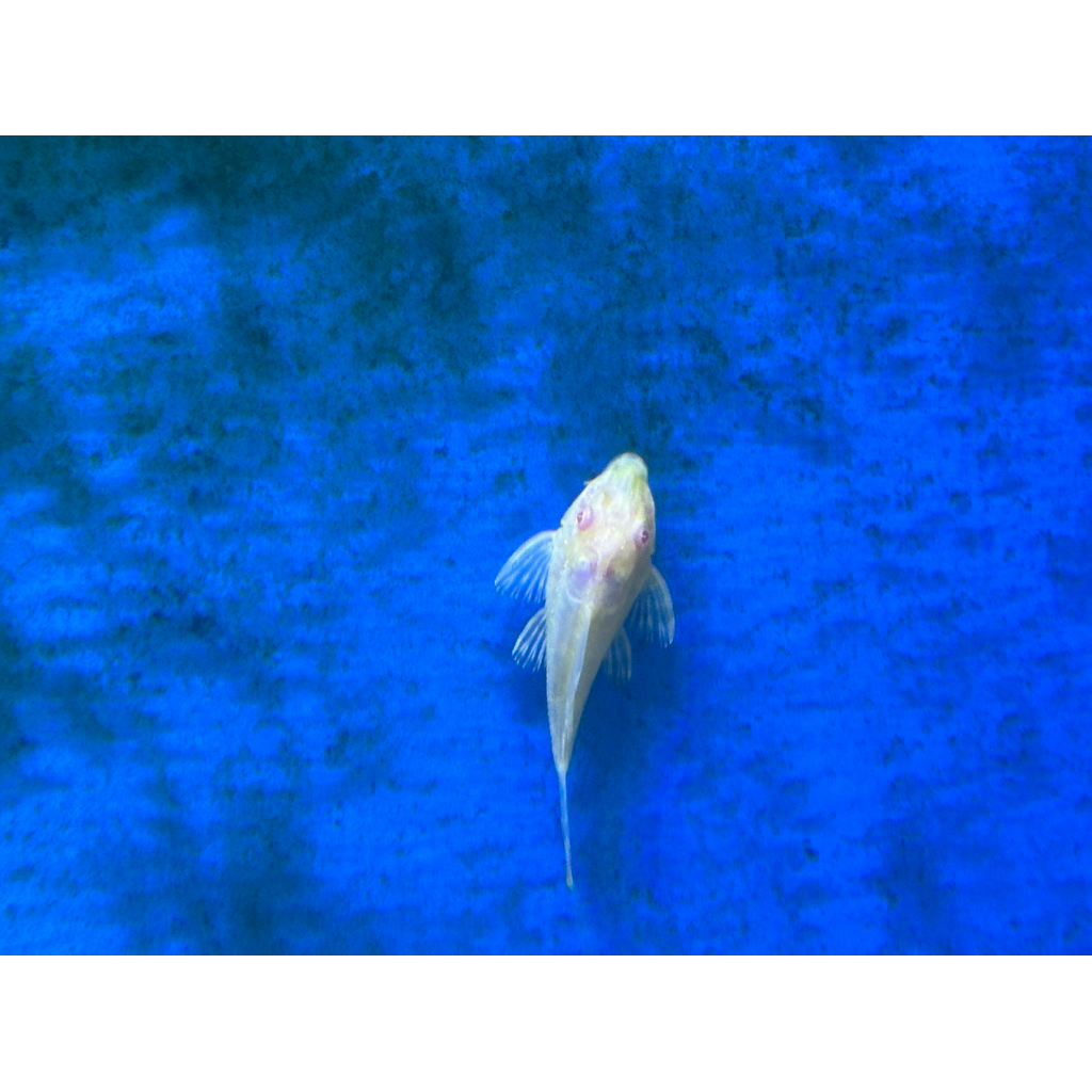 Ikan Sapu Kaca Albino / Gibicep Albino