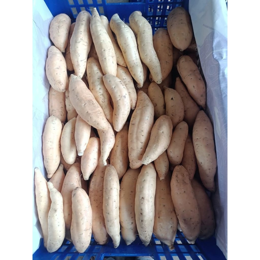 

UBI CILEMBU SI MADU ( SWEET POTATO )