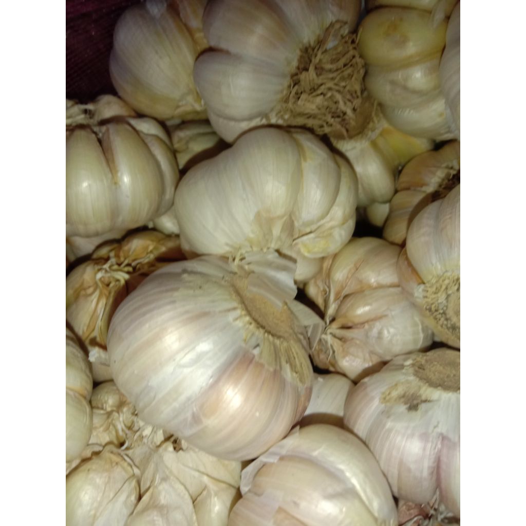 

bawang putih