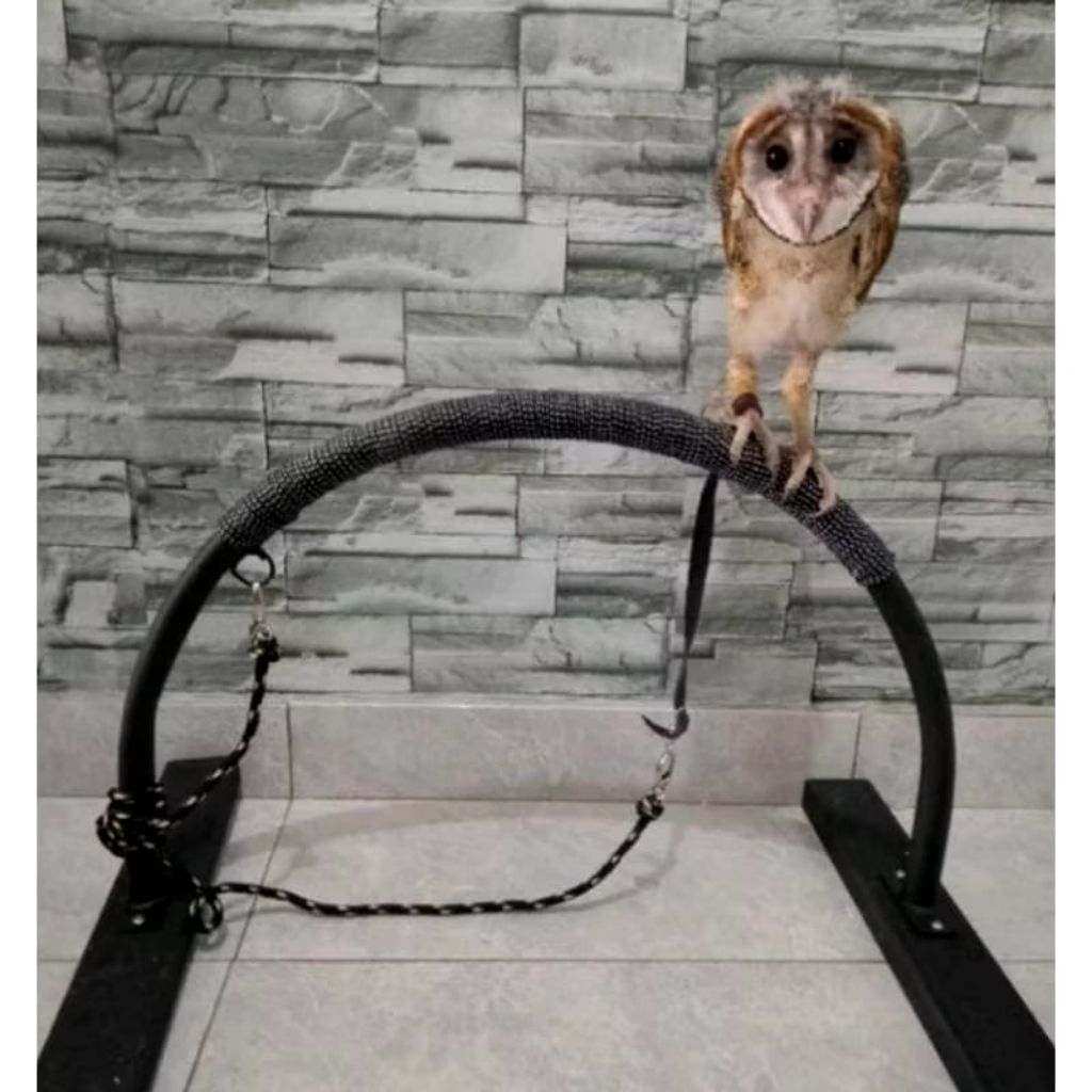 Tangkringan Burung Hantu