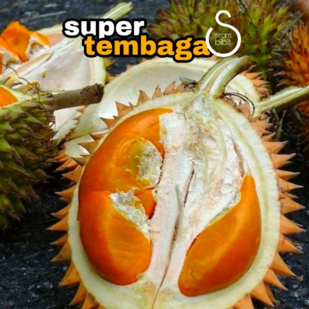 

DURIAN SUPER TEMBAGA KAKI 3 HASIL STEK BATANG
