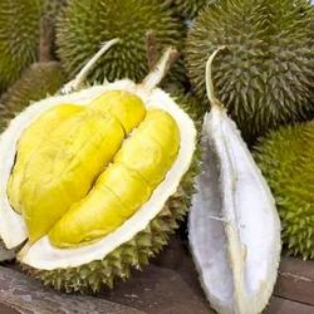 

DURIAN MATAHARI KAKI 3 HASIL STEK BATANG