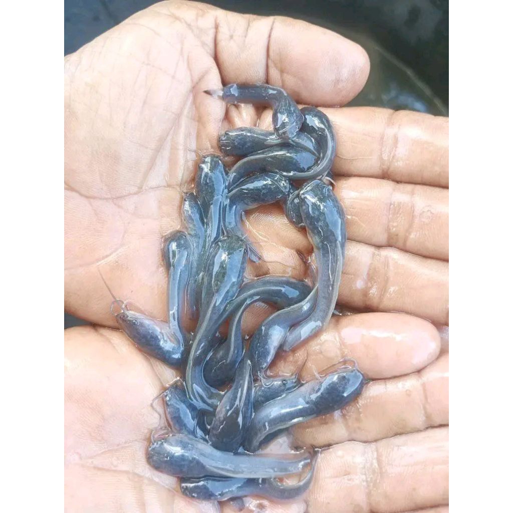 Bibit ikan lele 10 ekor