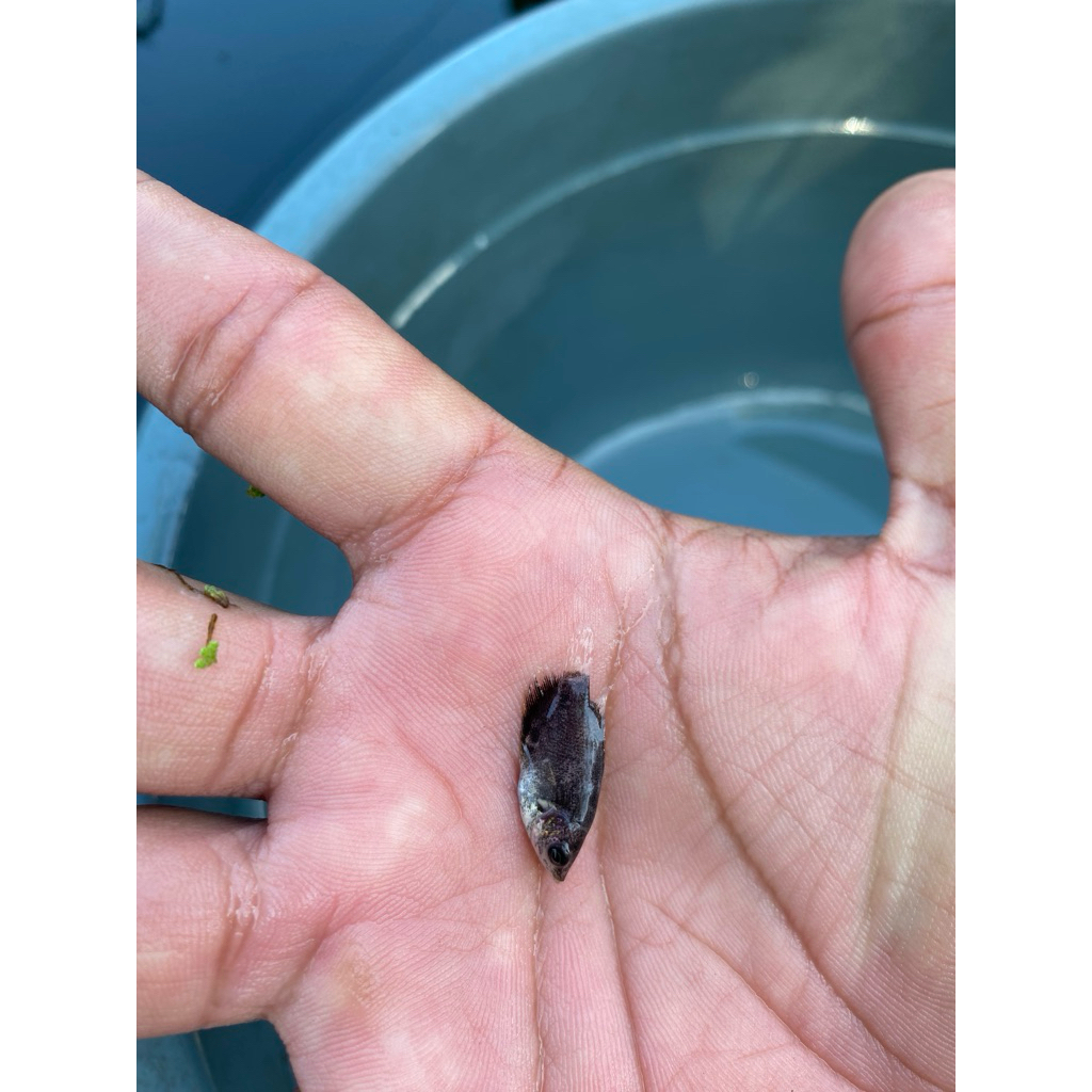 benih gurame soang ukur jempol