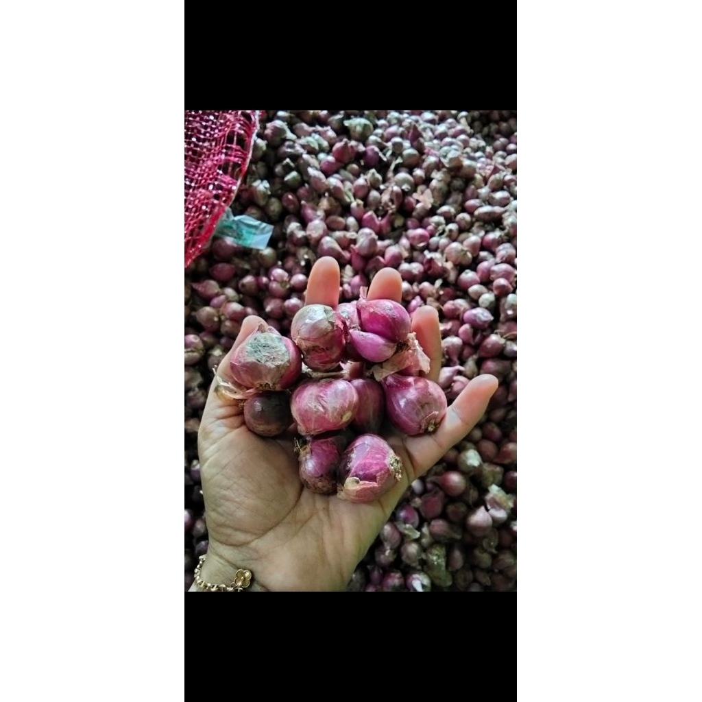 

bawang merah500gr