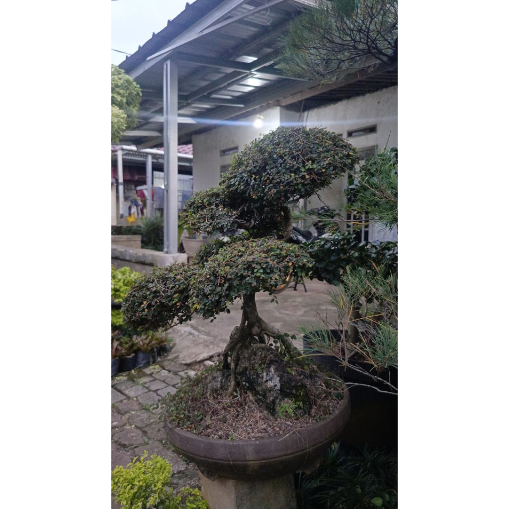 Jual tanaman hias bonsai humus murah / pohon bonsai humus / bonsai humus