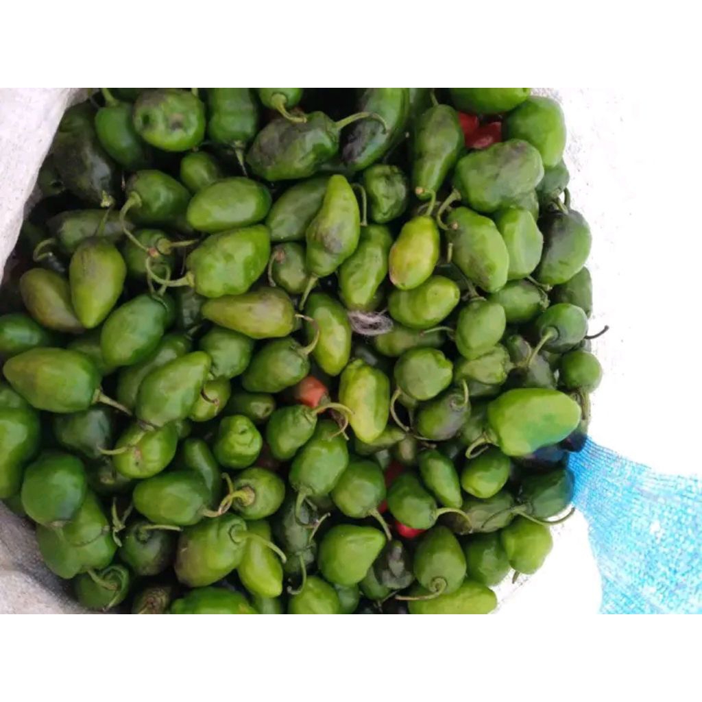 

cabe bendot / cabai gendot 1 kg fresh