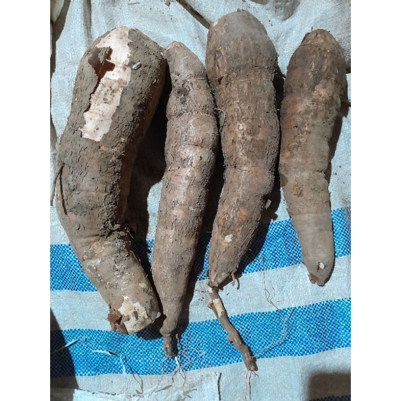

Singkong Roti/Mentega super empuk 1Kg