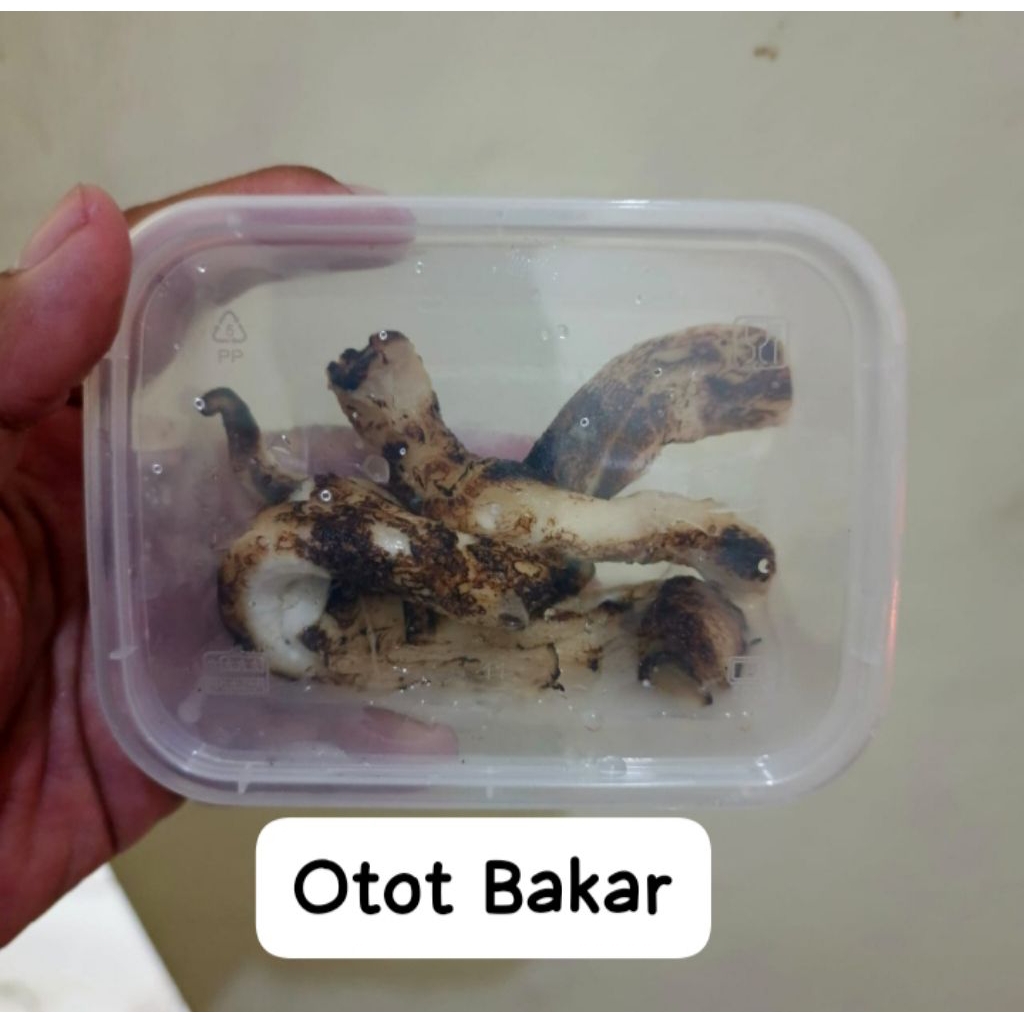 Umpan Galatama Lele Otot Bakar - Tatula Fishing