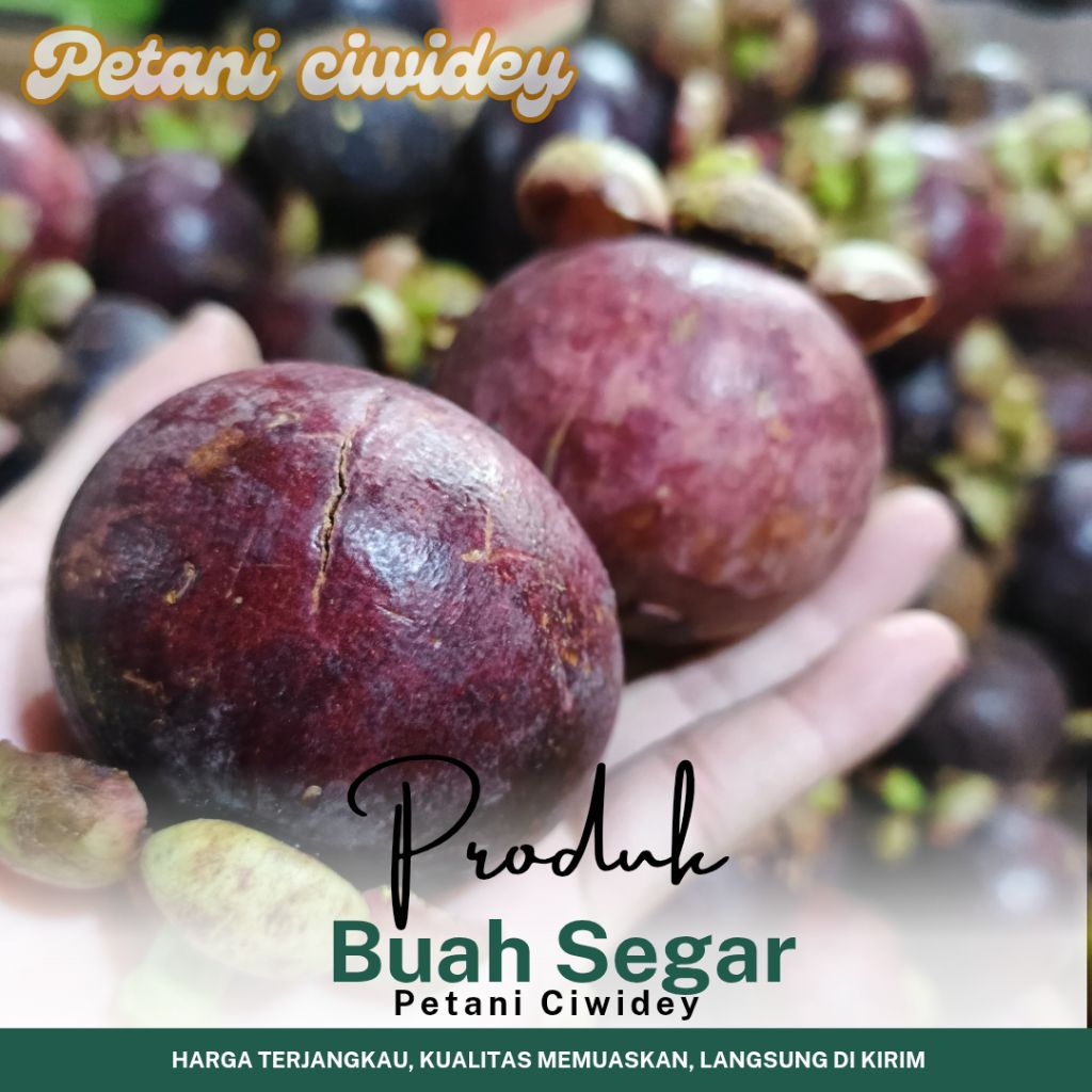 

BUAH MANGGIS SEGAR 1 KG LANGSUNG KIRIM