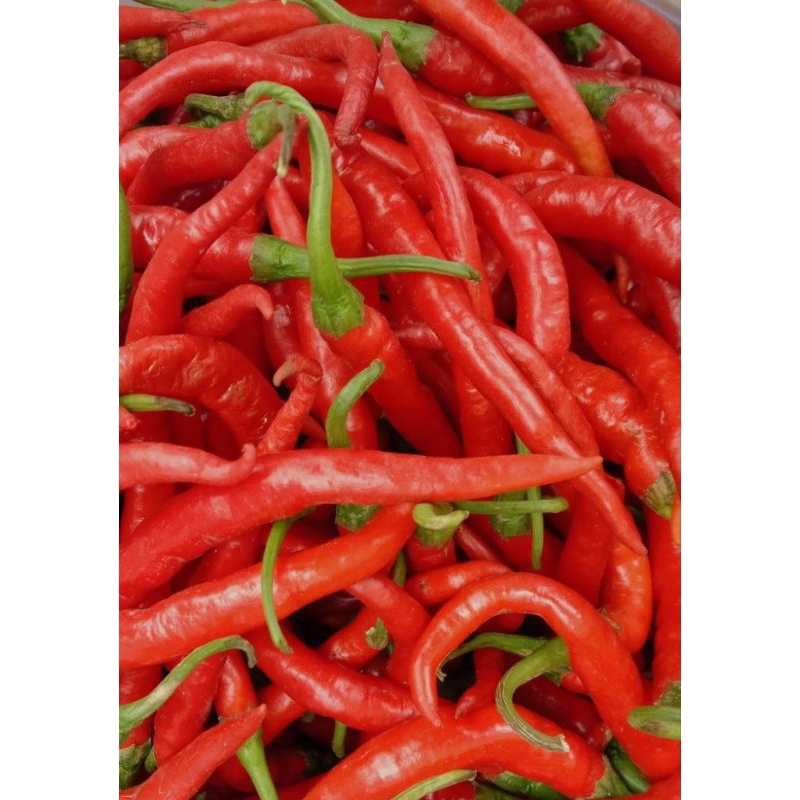

10 RIBU/CABAI KERITING MERAH