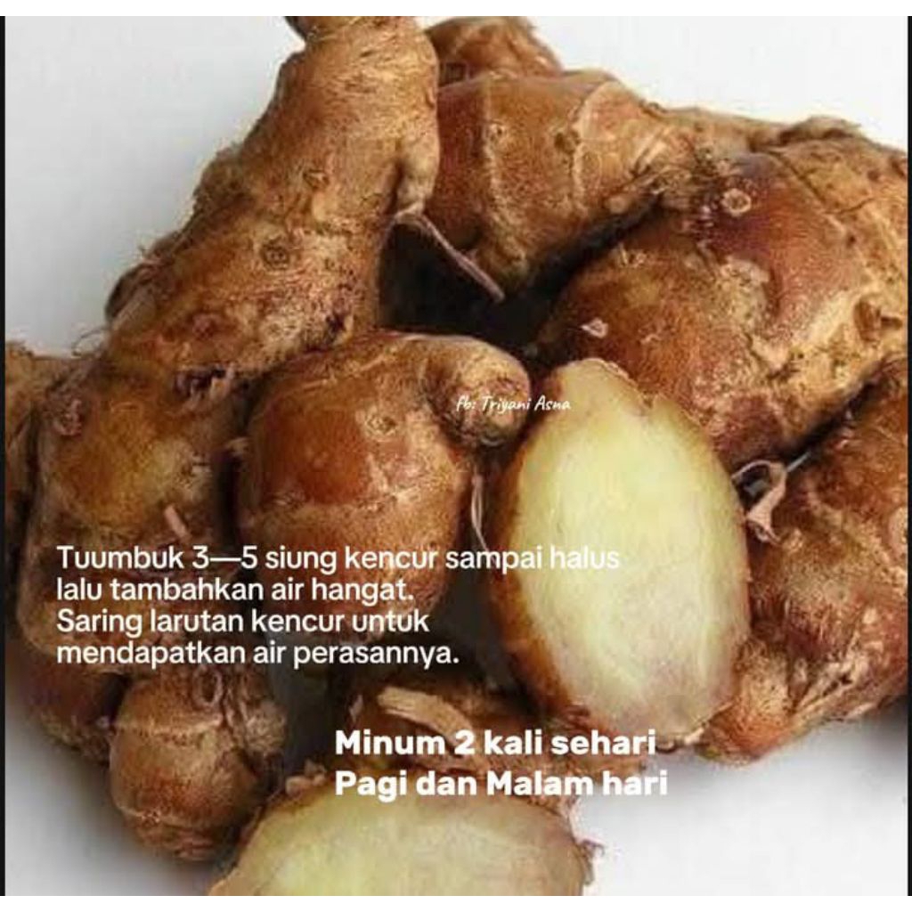 

kencur segarr kencur seblak 2kg