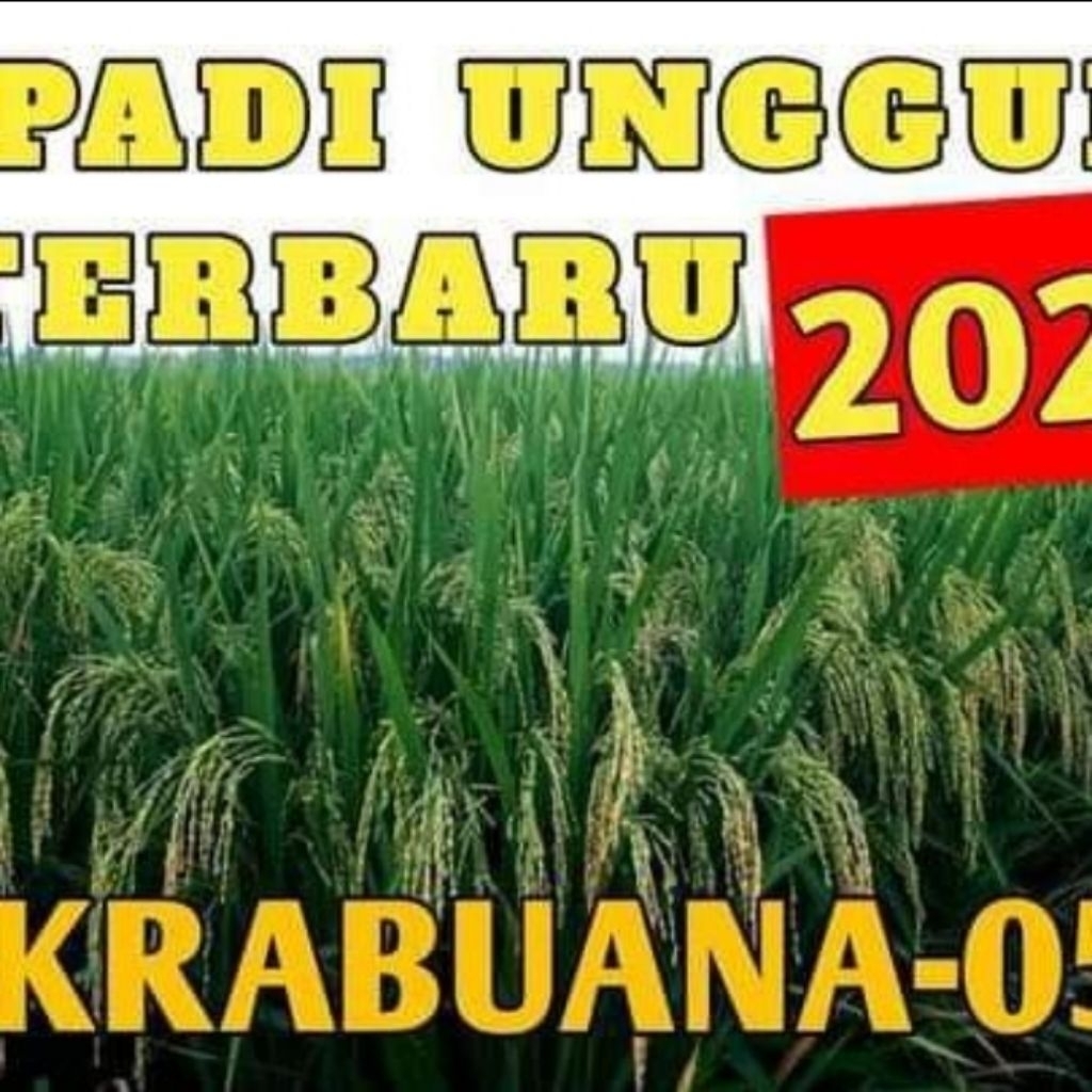 BENIH/BIBIT PADI CAKRABUANA 05(5KG)