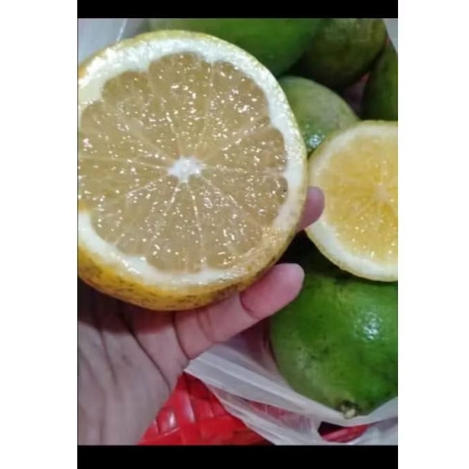 

Lemon California, Buah Jeruk Lemon Segar , Fresh Baru Petik Dari Kebun Berat 1kg