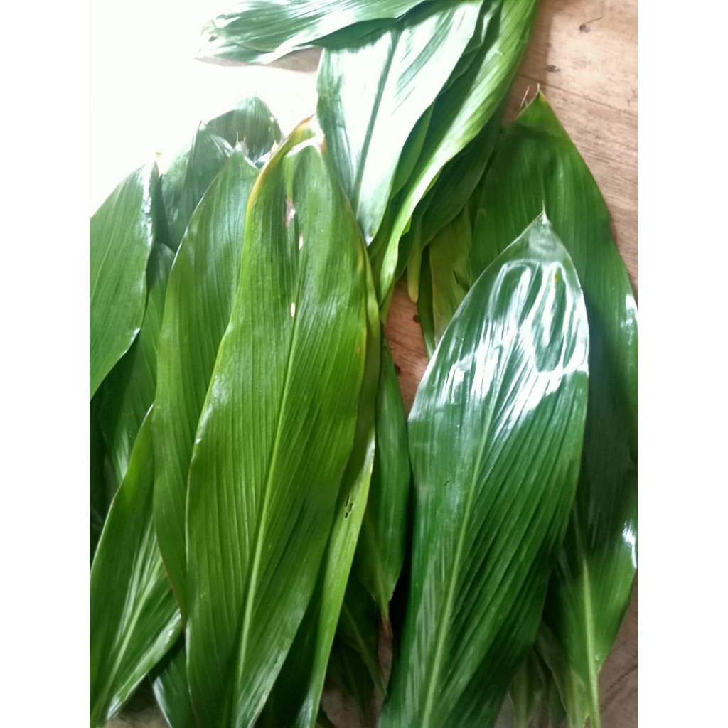 

Daun andong/daun hanjuang hijau pembungkus bakcang 1kg