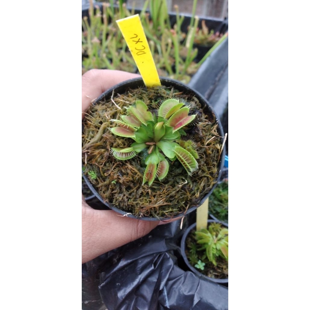 venus flytrap DCXL tanaman karnivora