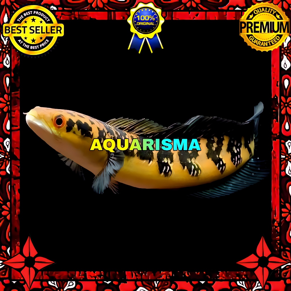 KEBUTUHAN AKUARIUM - SNAKEHEAD CHANNA GABUS MARU YS YELLOW SENTARUM 8-9 CM