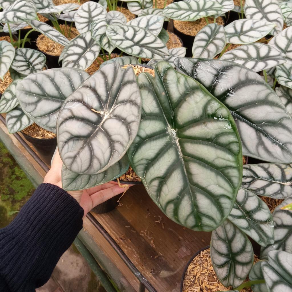 Tanaman Hias Alocasia Silver | Alocasia Silver Velvet | Tanaman Kaladium ALOCASIA