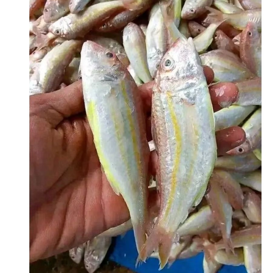 

ikan Kuniran Ikan Trisi kuniran hasil laut segar