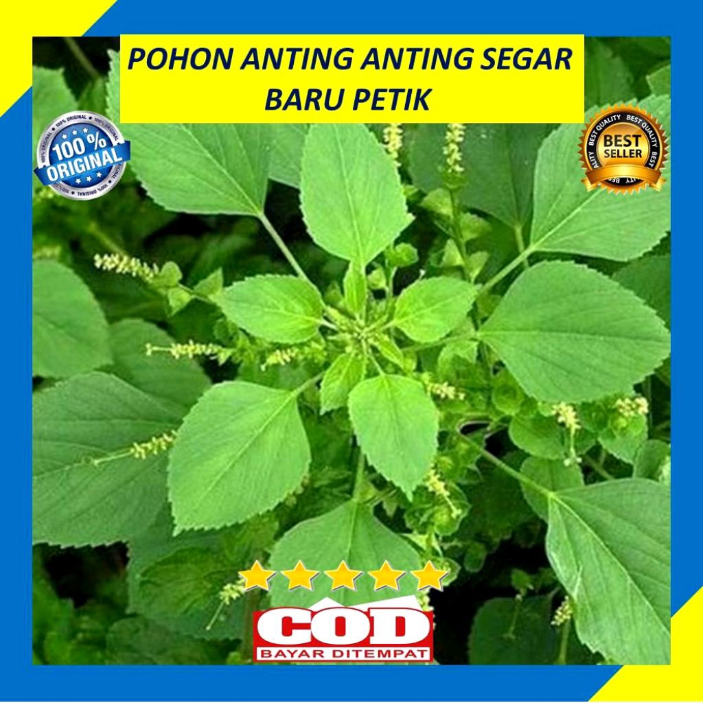 

Daun Anting-Anting Tanaman Herbal