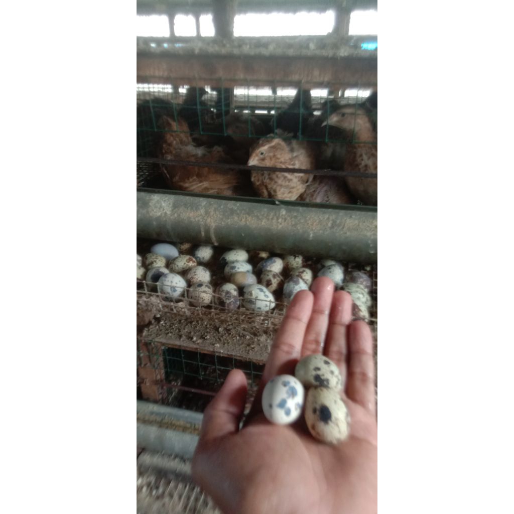 

Telur Puyuh Fertil Untuk di Tetaskan